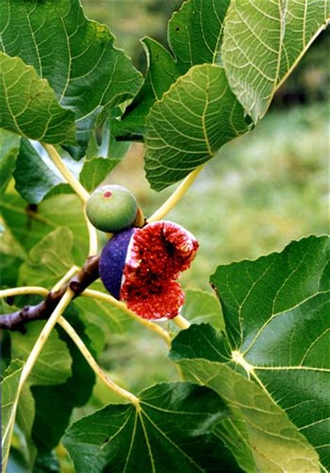 fico verdone|FIG TREE Ficus carica L. (Moraceae) : Fig tree。